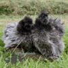 Sizzle Chickens Blue