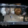Nestera Small Chicken Lodge 100% Recycled Plastic