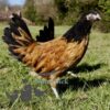 Vorwerk Chicken Buff Belted Black