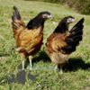 Vorwerk Chicken Buff Belted Black