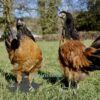 Vorwerk Chicken Buff Belted Black