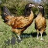 Vorwerk Chicken Buff Belted Black