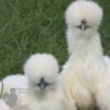 Bearded Silkie Chicken White