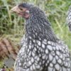Bantam Laced Wyandotte Chicken Lavender
