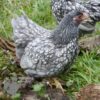 Bantam Laced Wyandotte Chicken Lavender
