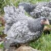 Bantam Laced Wyandotte Chicken Lavender