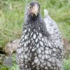 Bantam Laced Wyandotte Chicken Lavender