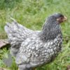 Bantam Laced Wyandotte Chicken Lavender