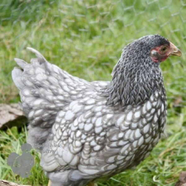 Bantam Wyandotte Chicken Blue Silver Laced