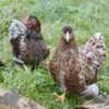 Bantam Laced Wyandotte Chicken Blue