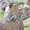 Bantam Laced Wyandotte Chicken Blue