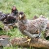 Bantam Laced Wyandotte Chicken Blue