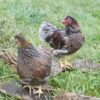 Bantam Laced Wyandotte Chicken Blue
