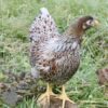 Bantam Laced Wyandotte Chicken Blue