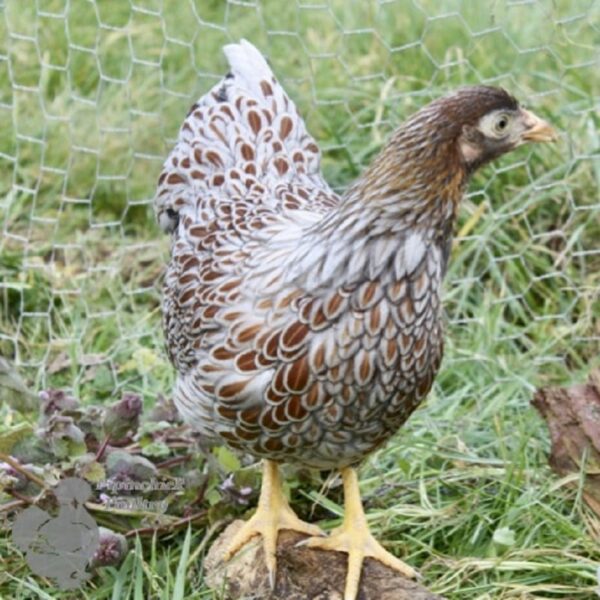 Bantam Wyandotte Chicken Blue Laced