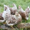 Bantam Laced Wyandotte Chicken Buff