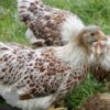 Bantam Laced Wyandotte Chicken Buff