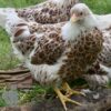 Bantam Laced Wyandotte Chicken Buff