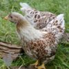 Bantam Laced Wyandotte Chicken Buff