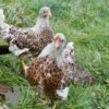 Bantam Laced Wyandotte Chicken Buff