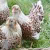 Bantam Laced Wyandotte Chicken Buff
