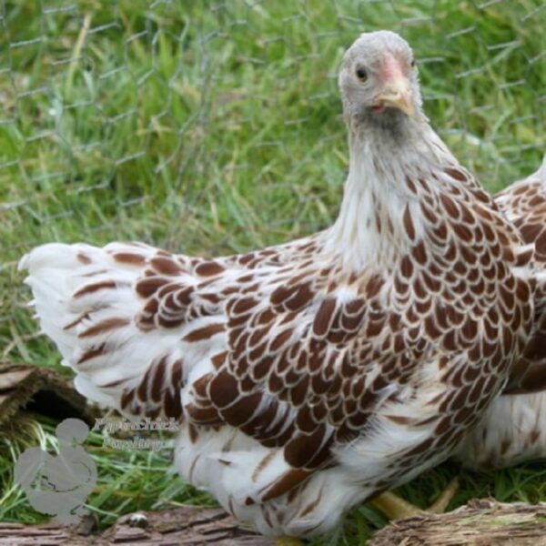Bantam Laced Wyandotte Chicken Buff