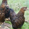 Bantam Laced Wyandotte Chicken Gold