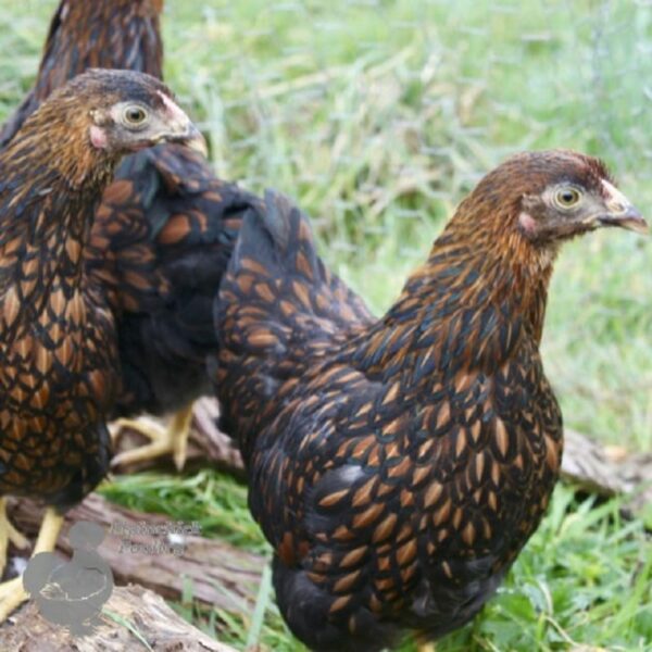 Bantam Laced Wyandotte Chicken Gold