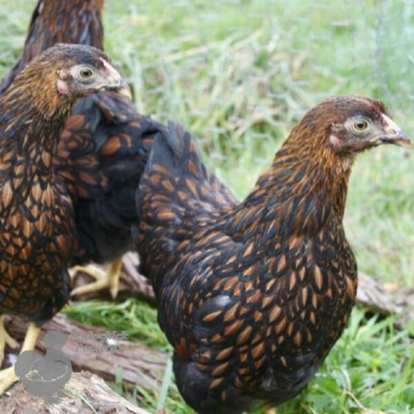 Bantam Wyandotte Chicken Gold Laced