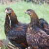 Bantam Laced Wyandotte Chicken Gold