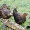 Bantam Laced Wyandotte Chicken Gold