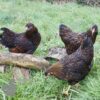 Bantam Laced Wyandotte Chicken Gold