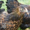 Bantam Laced Wyandotte Chicken Gold