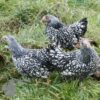 Bantam Laced Wyandotte Chicken Silver