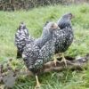 Bantam Laced Wyandotte Chicken Silver