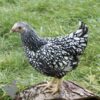 Bantam Laced Wyandotte Chicken Silver