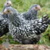 Bantam Laced Wyandotte Chicken Silver