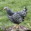 Bantam Laced Wyandotte Chicken Silver