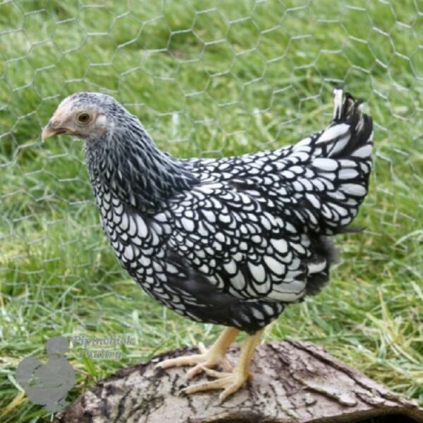 Bantam Laced Wyandotte Chicken Silver