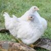 Bantam Laced Wyandotte Chicken White