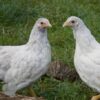 Bantam Laced Wyandotte Chicken White