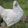 Bantam Laced Wyandotte Chicken White