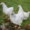 Bantam Laced Wyandotte Chicken White