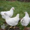 Bantam Laced Wyandotte Chicken White