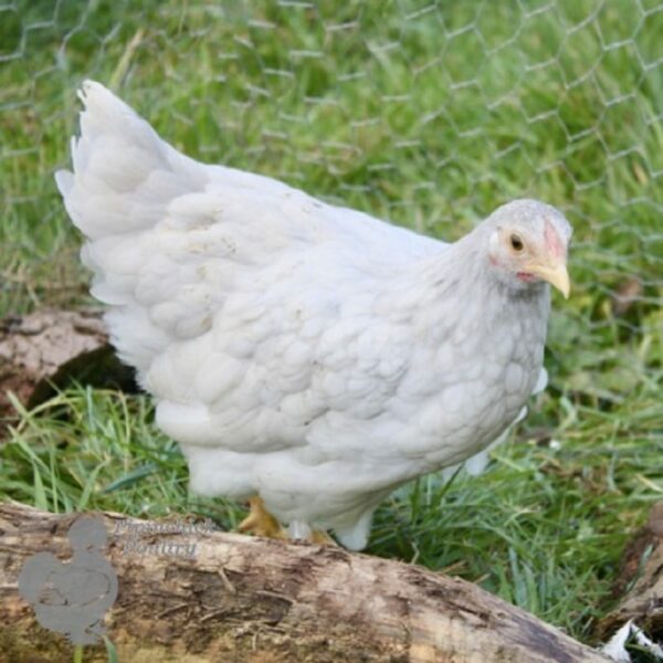 Bantam Wyandotte Chicken White Laced