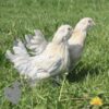 Bantam d'Uccle Chicken Porcelain