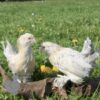 Bantam d'Uccle Chicken Porcelain