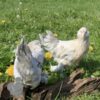 Bantam d'Uccle Chicken Porcelain