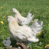 Bantam d'Uccle Chicken Porcelain