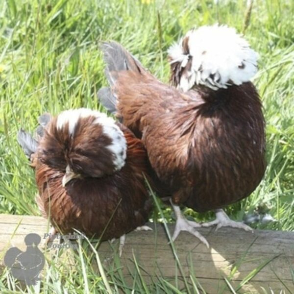 Bantam Polish Chicken Red